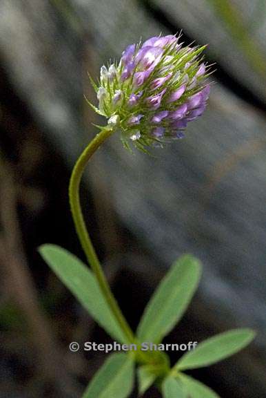 trifolium ciliolatum 3 graphic